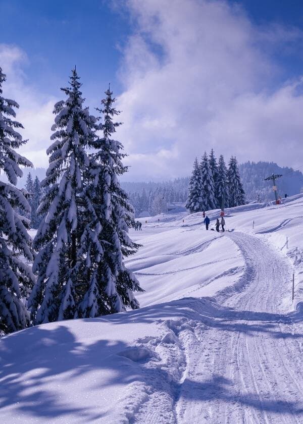 A track through snow-covered pines.